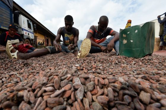 People sort cocoa beans at a cocoa exporter's in Abidjan, on July 3, 2019.